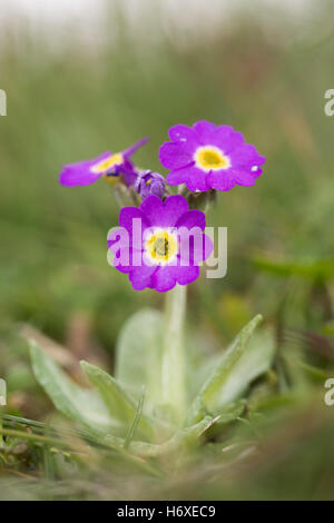 Scottish Primrose; Primula scotica Flower Orkney; UK Stock Photo
