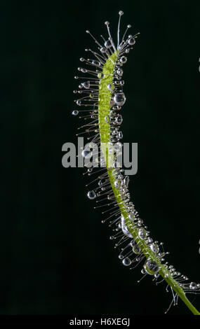 Macro of leaf of an insectivorous sundew plant (Drosera capensis) a native of South Africa. Close up shows sticky tentacles used Stock Photo