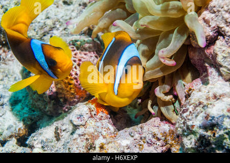 Red Sea anemonefish [Amphiprion bicinctus] spawning on coral rock next to their anemone.  Egypt, Red Sea. Stock Photo