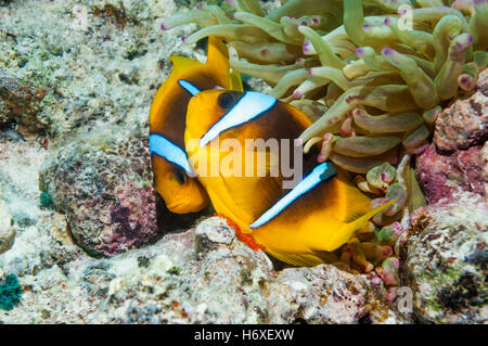 Red Sea anemonefish [Amphiprion bicinctus] spawning on coral rock next to their anemone.  Egypt, Red Sea. Stock Photo