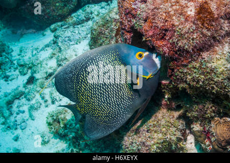 French angelfish (Pomacanthus paru) feeding on sponge.  Bonaire, Netherlands Antilles, Caribbean, Atlantic Ocean. Stock Photo