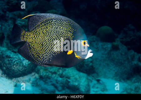 French angelfish (Pomacanthus paru).  Bonaire, Netherlands Antilles, Caribbean, Atlantic Ocean. Stock Photo