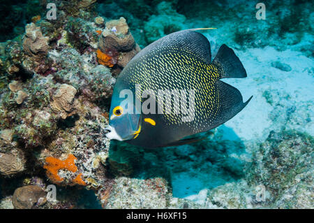 French angelfish (Pomacanthus paru).  Bonaire, Netherlands Antilles, Caribbean, Atlantic Ocean. Stock Photo