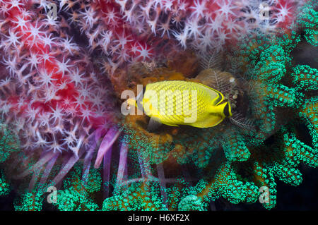 Montage of a Latticed butterflyfish (Chaetodon rafflesi) with corals Stock Photo
