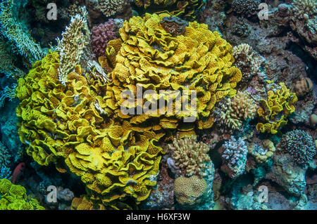 Cabbage or Letuce coral (Turbinaria reniformis).  Egypt, Red Sea.  Indo-Pacific. Stock Photo