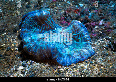 Open / Folded brain coral [Trachyphyllia geoffroyi].  The vivid colours are caused by zooxanthellae.  Lembeh Strait, Sulawesi, I Stock Photo