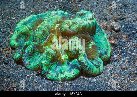 Open / Folded brain coral [Trachyphyllia geoffroyi].  The vivid colours are caused by zooxanthellae.  Lembeh Strait, Sulawesi, I Stock Photo