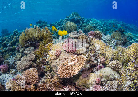 Top of coral reef with Golden butterflyfish [Chaetodon semilarvatus].  Egypt, Red Sea. Stock Photo