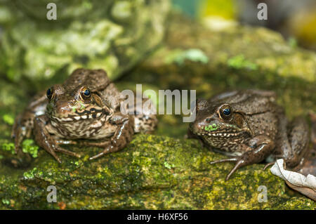 Southern leopard frog (Lithobates sphenocephalus).  Tennessee, US. Stock Photo