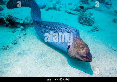 Giant moray [Gymnothorax javanicus] free swimming.  Egypt, Red Sea. Stock Photo