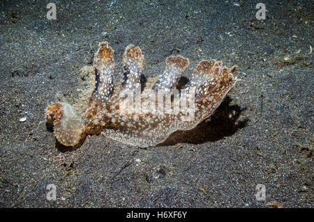 [color image] horizontal mollusks [nature detail] [underwater photography] [coral reefs] [under water] [wild life] [close up] [c Stock Photo