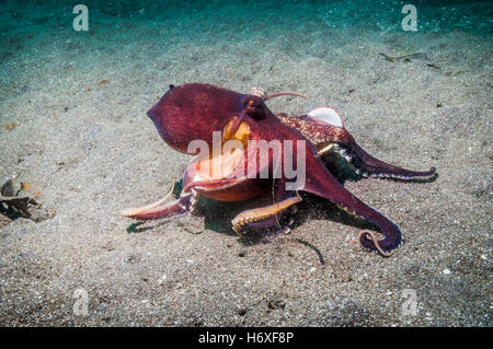 Veined or Coconut octopus [Amphioctopus marginatus].  Lembeh Strait, Sulawesi, Indonesia. Stock Photo