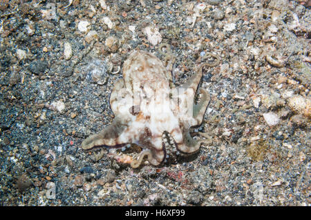 Poison ocellate octopus [Amphioctopus siamensis (formerly Octopus mototi)].  Lembeh, Sulawesi, Indonesia. Stock Photo