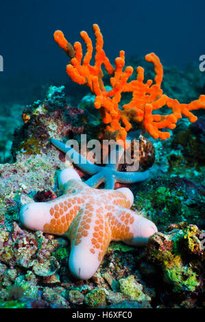 Cushion star (Choriaster granulatus), Blue linckia starfish (Linckia laevigata) and Red rope sponge (Amphimedon compressa).  Mal Stock Photo