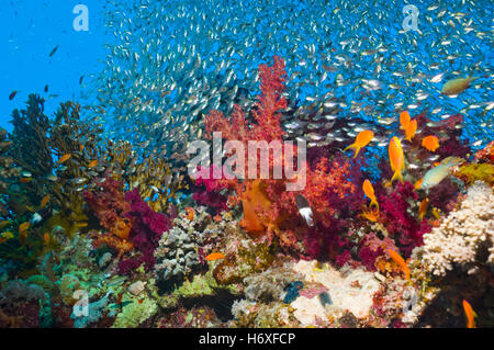 Coral reef scenery with soft corals (Dendronephthya sp) and Pygmy sweepers (Parapriacanthus guentheri).  Egypt, Red Sea. Stock Photo
