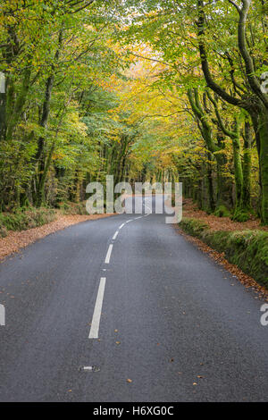 A country road in autumn. England, UK Stock Photo