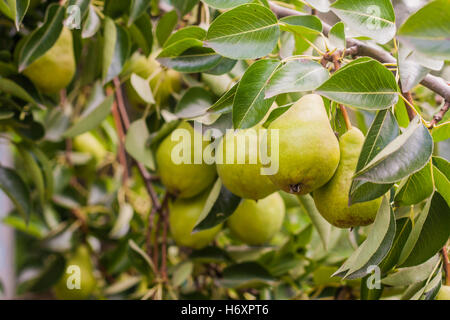 Branch with green pears on a tree in summer. Stock Photo