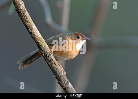 The image of  Tawny-bellied babbler (Dumetia hyperythra) in Goa, India Stock Photo