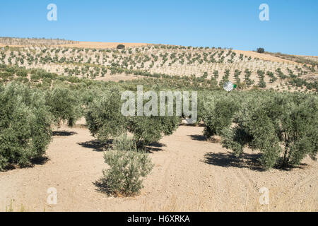 Olive trees in a row. Olive plantation Stock Photo