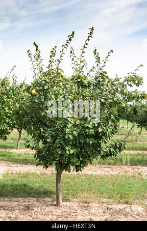 Quince orchard. Quince tree Stock Photo