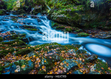 Autumnal torrents and small waterfalls in Hoegne Valley, Belgian Ardennes Stock Photo