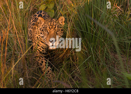 A Jaguar emerges from the vegetation in Central Brazil's grasslands Stock Photo