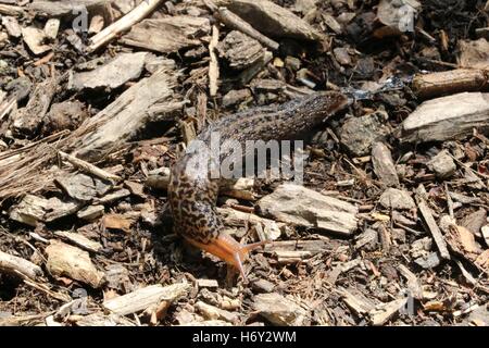 Tiger slug crawling on the gorund available in high-resolution and several sizes to fit the needs of your project Stock Photo