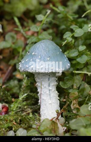 Verdigris agaric,  Stropharia aeruginosa Stock Photo