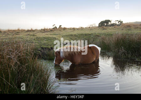 A dartmoor pony eating leaves and drinking water whilst standing in a pond on the moor. Stock Photo