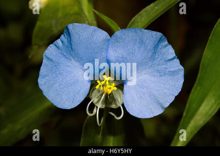 A beautiful little blue flower with yellow organs known a slender dayflower (Commelina erecta), a perennial and edible herb Stock Photo