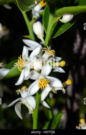 Bunch of key lime flowers (Citrus aurantiifolia), known as 'limao galego' in Brazil Stock Photo