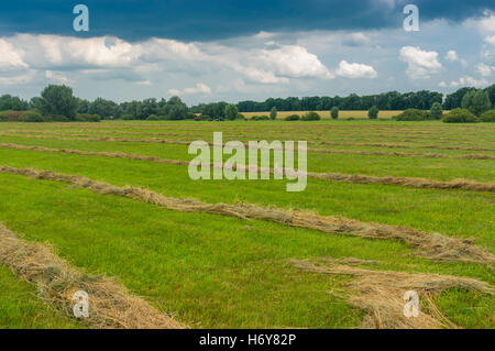 Seasonal landscape with rows of mown hay on a water-meadow in Poltavskaya oblast, Ukraine Stock Photo