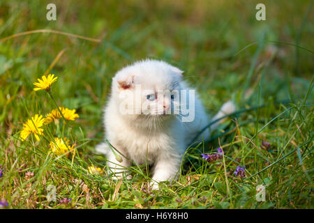 White Scottish Fold kitten sitting on the grass near dandelions Stock Photo