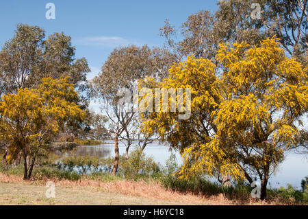 Sydney golden wattle (mimosa), Acacia longifolia, flowering beside Lake Bolac, western Victoria Stock Photo