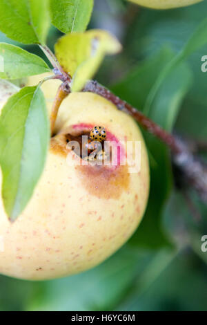 Decaying apple on a tree branch with ladybugs crawling on it Stock Photo