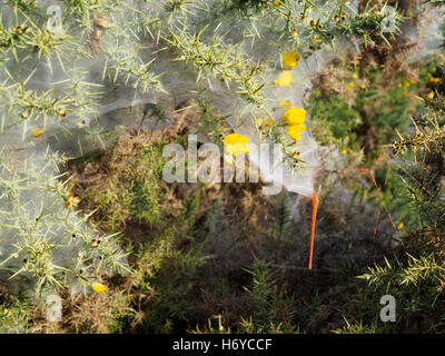 Huge Spiders Web on a Gorse Bush in the Ashdown Forest Stock Photo