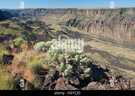 Owyhee Canyon Overlook, Owyhee Wild and Scenic River, Vale District Bureau of Land Management, Oregon Stock Photo