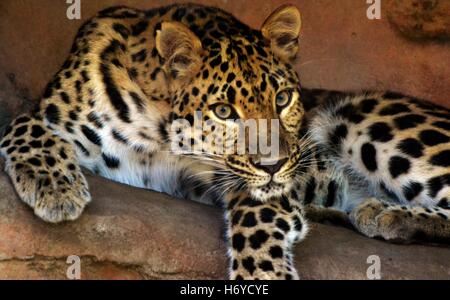 An adult female Amur Leopard (Panthera pardus orientalis) Stock Photo