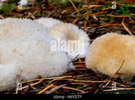 Some slime molds (Oligoporus ptychogaster) on pine needles Stock Photo