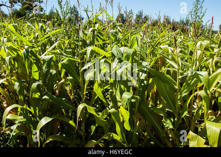 enchanted maze garden. arthurs seat. mornington peninsula. victoria. australia Stock Photo