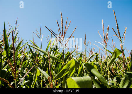 enchanted maze garden. arthurs seat. mornington peninsula. victoria. australia Stock Photo