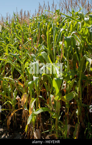 enchanted maze garden. arthurs seat. mornington peninsula. victoria. australia Stock Photo