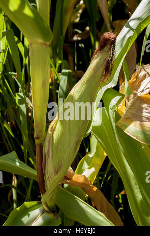 enchanted maze garden. arthurs seat. mornington peninsula. victoria. australia Stock Photo