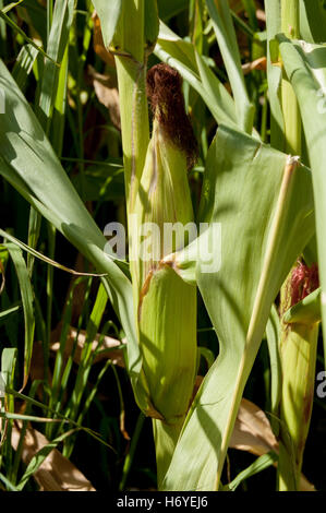 enchanted maze garden. arthurs seat. mornington peninsula. victoria. australia Stock Photo