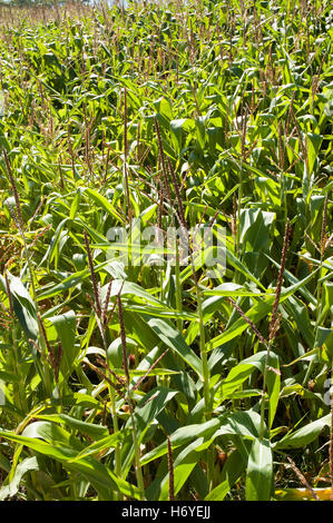 enchanted maze garden. arthurs seat. mornington peninsula. victoria. australia Stock Photo