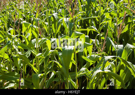 enchanted maze garden. arthurs seat. mornington peninsula. victoria. australia Stock Photo