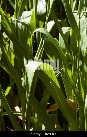 enchanted maze garden. arthurs seat. mornington peninsula. victoria. australia Stock Photo