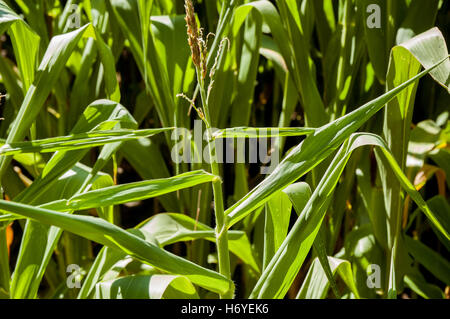 enchanted maze garden. arthurs seat. mornington peninsula. victoria. australia Stock Photo