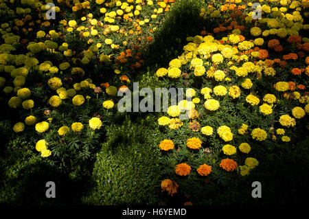 enchanted maze garden. arthurs seat. mornington peninsula. victoria. australia Stock Photo