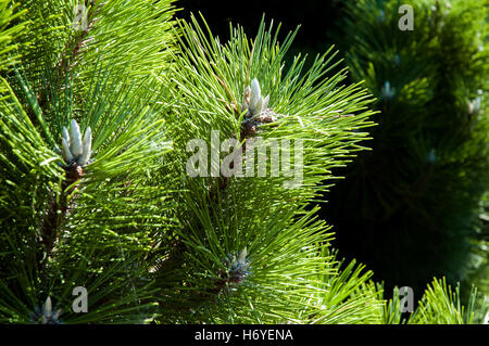 close-up pine tree foliage. enchanted maze garden. arthurs seat. mornington peninsula. victoria. australia Stock Photo